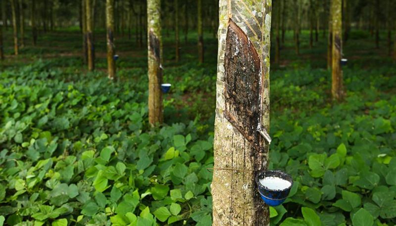 rubber farmers expect hike in support price