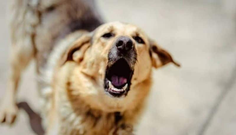 2 year old baby was bitten by a street dog