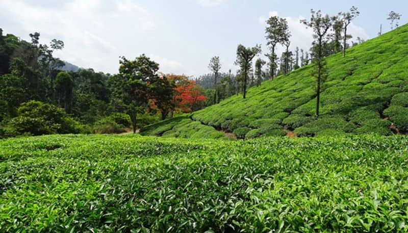 Virajapete Civil court Historical  order On Tata firms 1300 acre tea estate snr