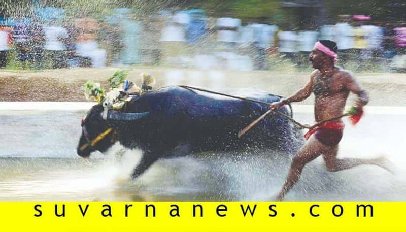 All you need to know about kambala festival in Tulunadu karnataka