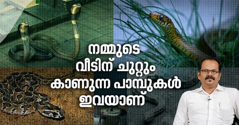 dr dileep kumar says how to avoid snakes