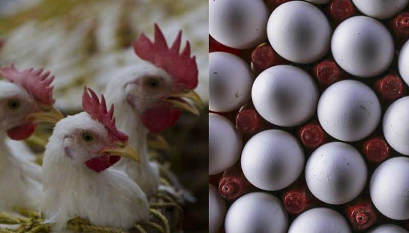 Poultry egg prices fall on Coronavirus rumours