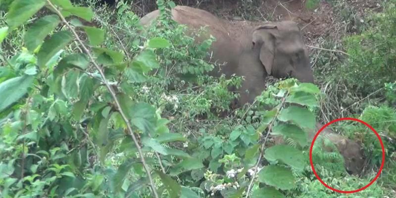 wild elephant tried to wake up its died cub