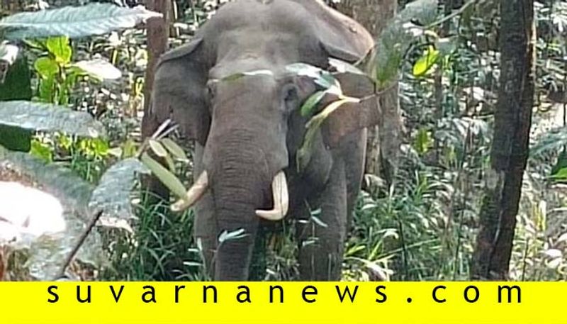 People Face Elephant Fear in Charmadi Ghat