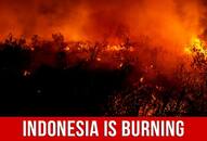 Indonesia is burning and we are responsible