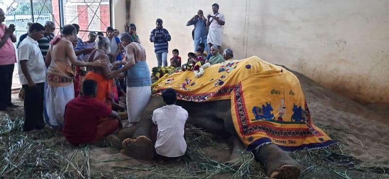 temple elephant died in bhavani