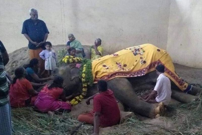 temple elephant died in bhavani