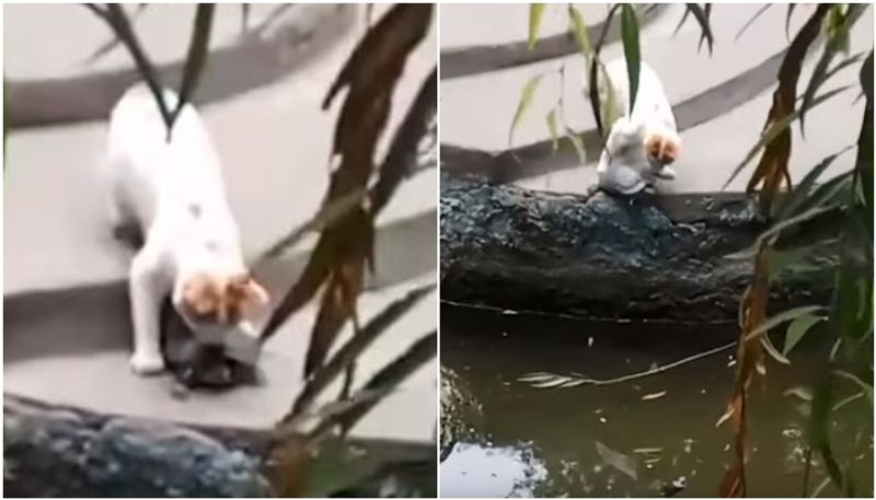 viral video of cat pushed tortoise to pond