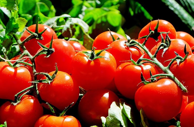 Farmers throw tomato in road as price falls down in Kolar