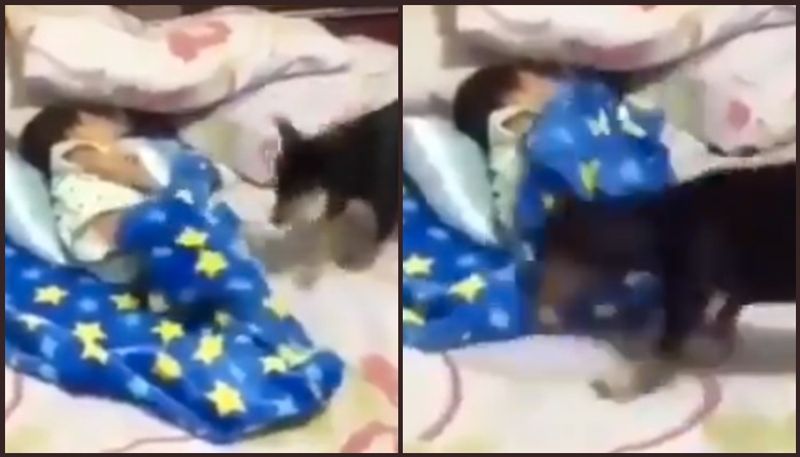 pet dog protect little baby from cold while sleep