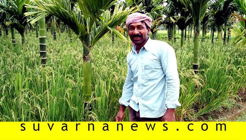 farmer from Shivamogga grows paddy in between areca