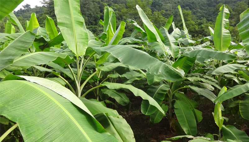 Crops effected badly due to heavy rain fall in Chitradurga