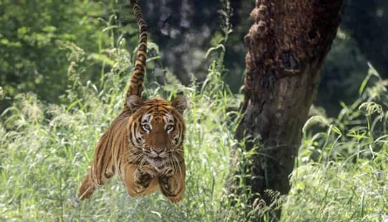 Tiger Chases Tourist Vehicle In rajasthan