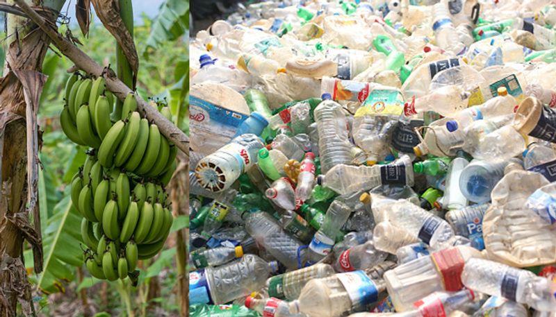 Banana agri-waste converted into biodegradable, recyclable plastic