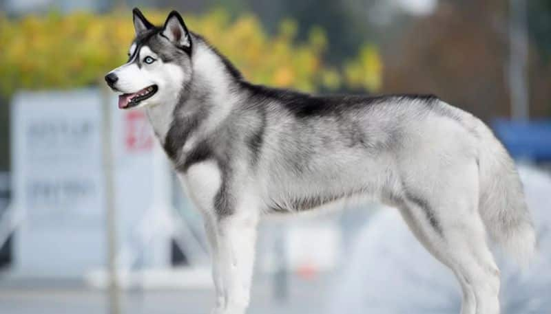 Dog starts house fire  by turning on microwave