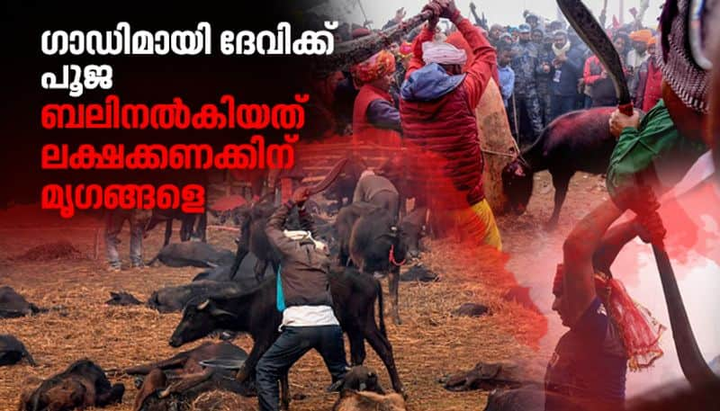 mass animal sacrifice festival goes ahead ignoring ban and outcry from activists