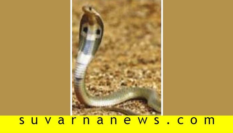 Special Snake Found In Chikkamagaluru Temple