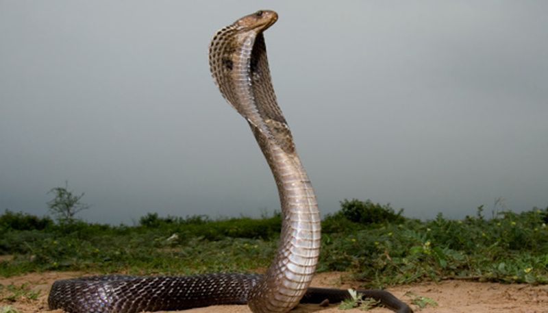 cobra chase biker for runs over tail in uttar pradesh