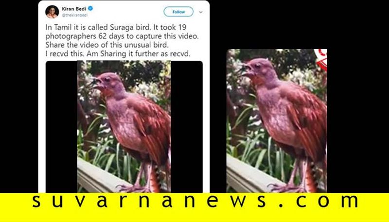 Fact check Video Of Nature Beatbox Lyrebird Viral With Bizarre Claim