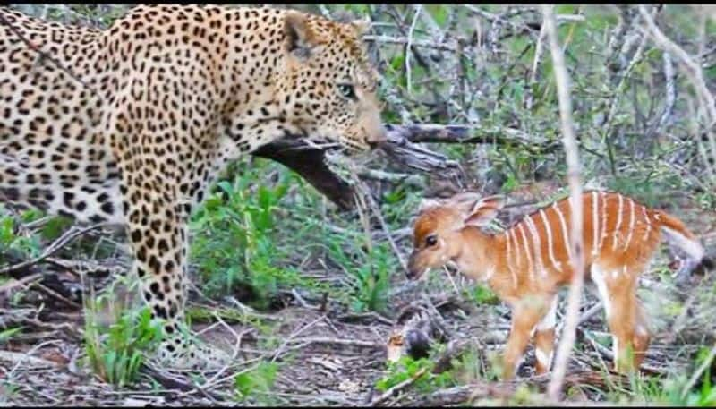 baby nyala fight with tiger to escape