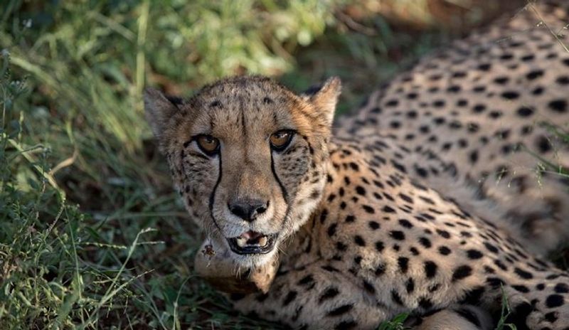 Cheetah kills boy in front of his mother in tumakuru