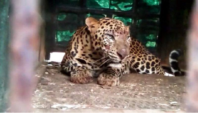 two cheetah trapped in threedays near udupi