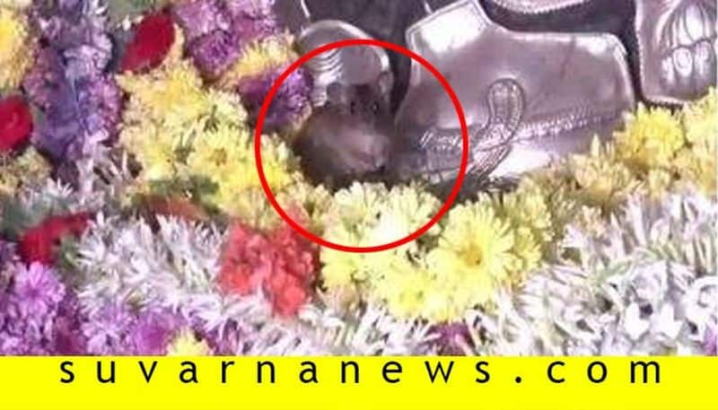 Devotees Surprised As Mice Appear During Ganesh Pooja In Nelamangala