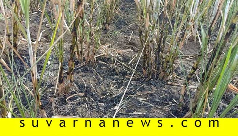 Accidental Fire on Sugarecane Field in Chadachan in Vijayapura District