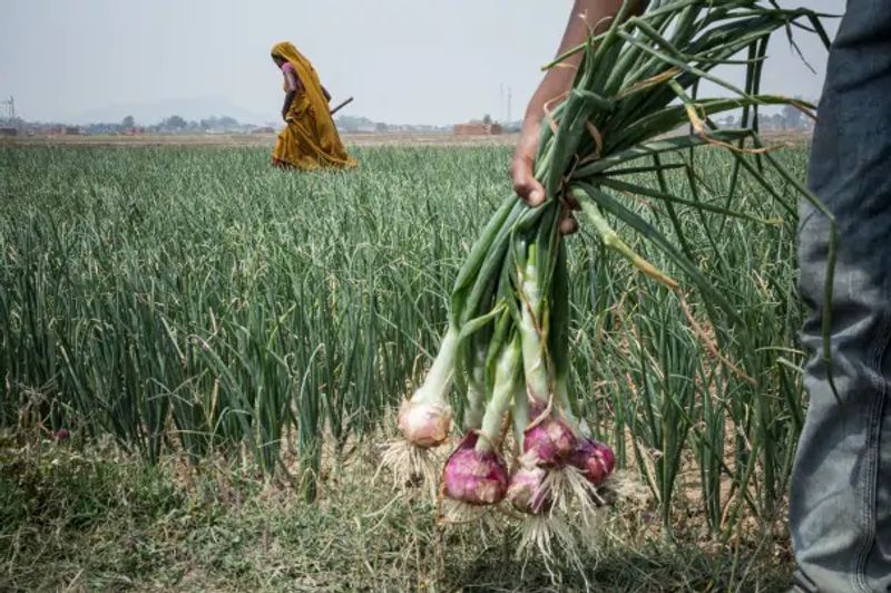 Farmers Tensed Over Onion Crop Disease