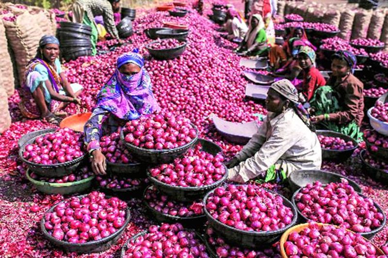 Onion Cost Just 25 Rupees Per KG In Andhra Pradesh