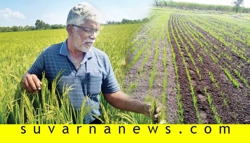 Farmer from mysore grows paddy with less water