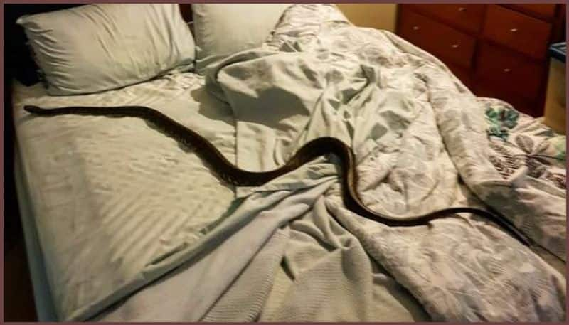 Woman Finds A Giant Wild Snake Just Chilling In Her Bed