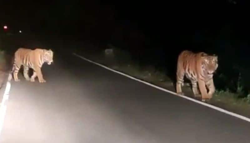 tiger spotted in munnar udumalpet inter state road