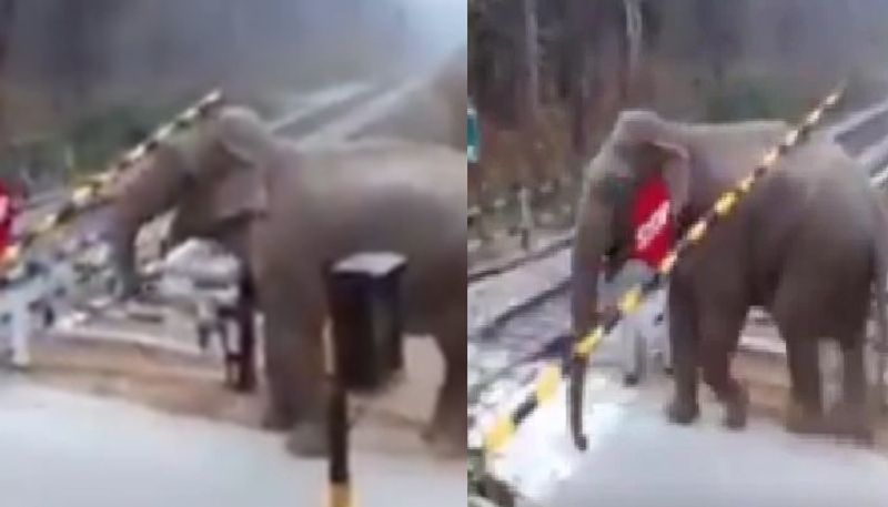 Elephant lifts level crossing gate to cross railway tracks, people are concerned