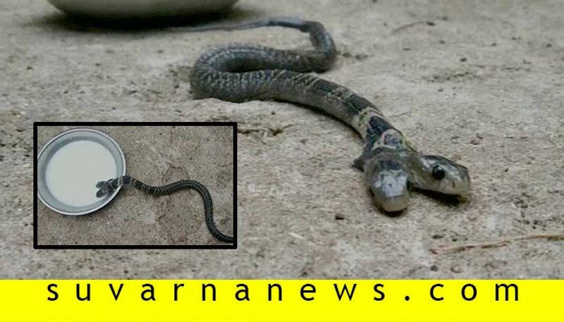 West Bengal A two headed snake found in the Ekarukhi village of Belda forest