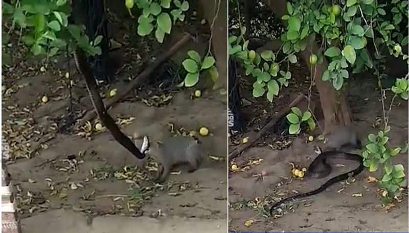 cobra vs mongoose video goes viral social Media Ballari