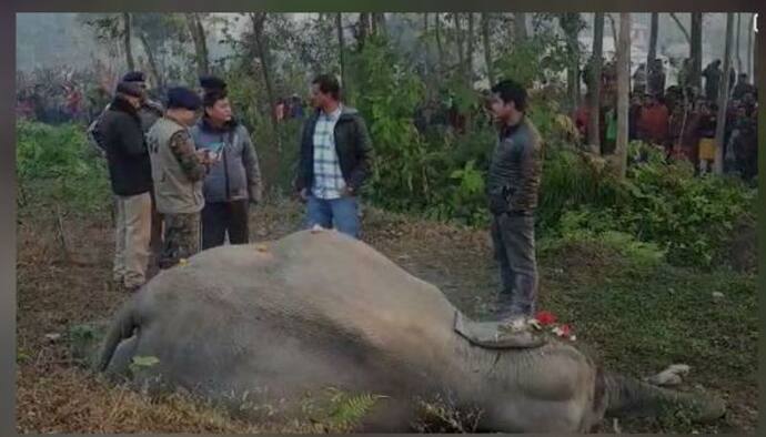 রেললাইন পেরোতে গিয়ে ট্রেনের ধাক্কা, শিলিগুড়িতে বেঘোরে মৃত্যু দুটি হাতির