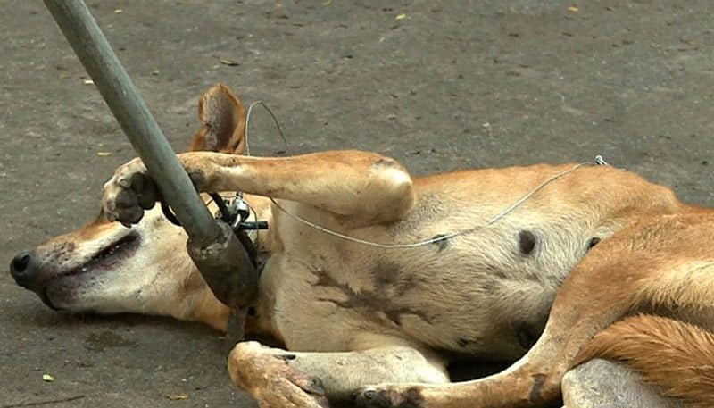 Trivandrum Corporation to use Nets instead of Loops to catch dogs for sterilization