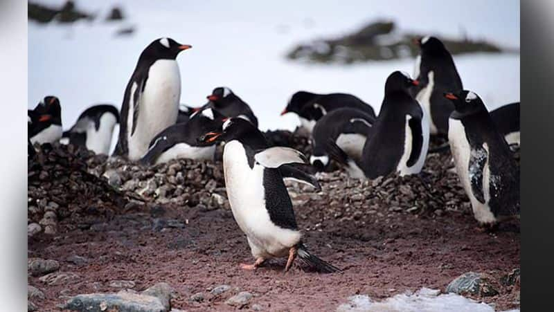 new study finds Penguins originated in Australia and New Zealand not the Antarctic