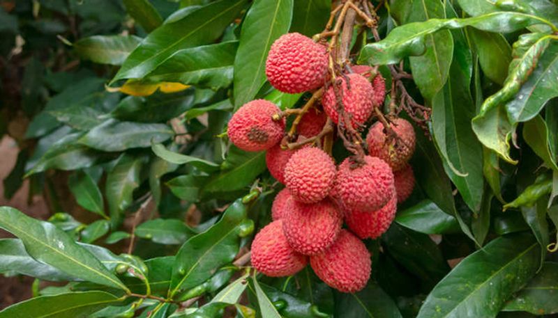 to prevent fruit cracking in Litchi