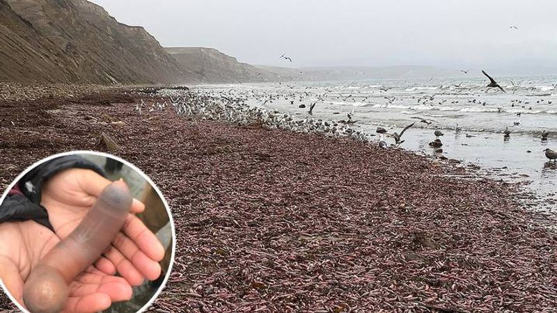 Thousands of penis fish wash up on a Northern California beach