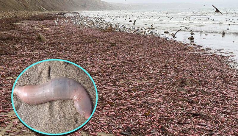 After recent storms, California beach finds thousands of 'penis fish' washed ashore