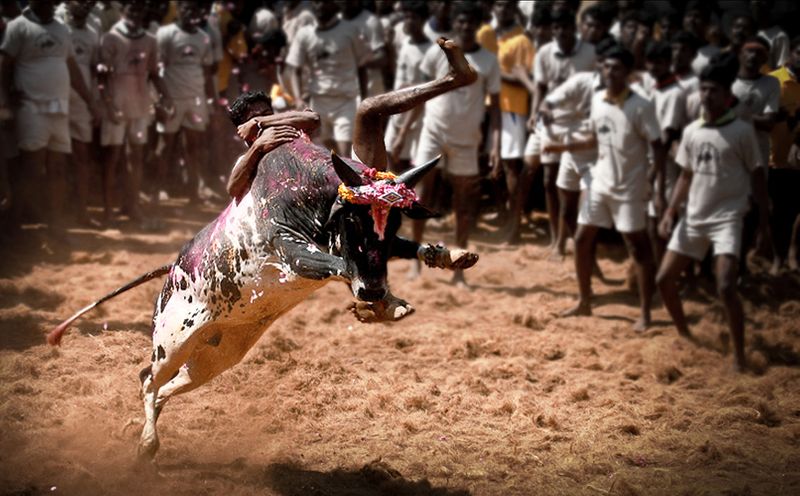 Owner of a bull died in jallikattu