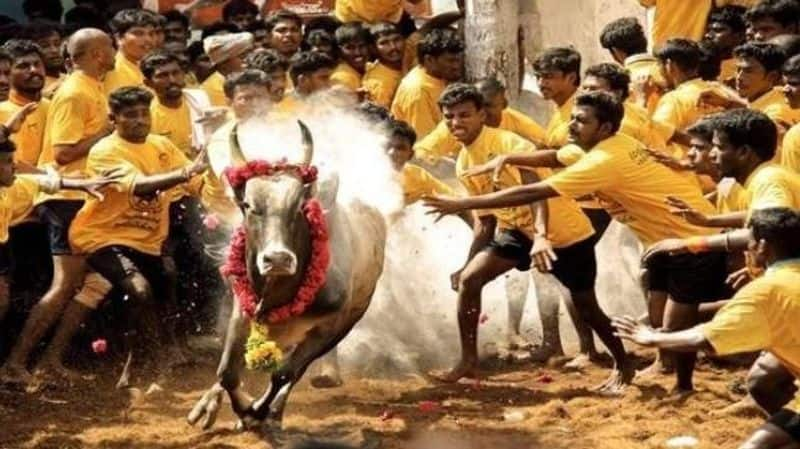 alanganallur jallikattu 2 person death 30 person woods