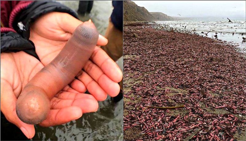 California beach was just invaded by an army of penis fish Viral Photo