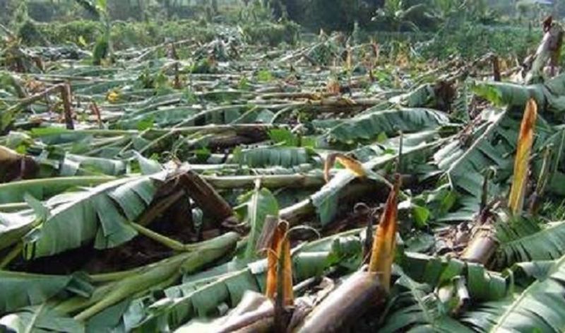 Crop Damage for Heavy Rain in Koppal district