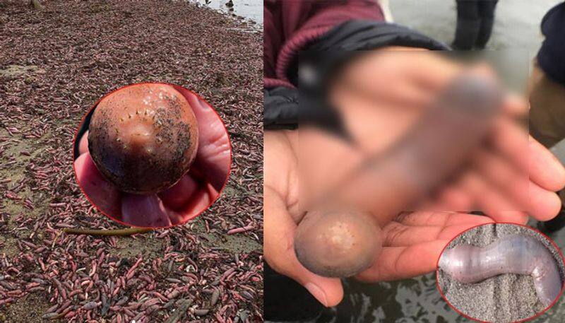 Penis fish  flood California beach and, yeah, that's messed up