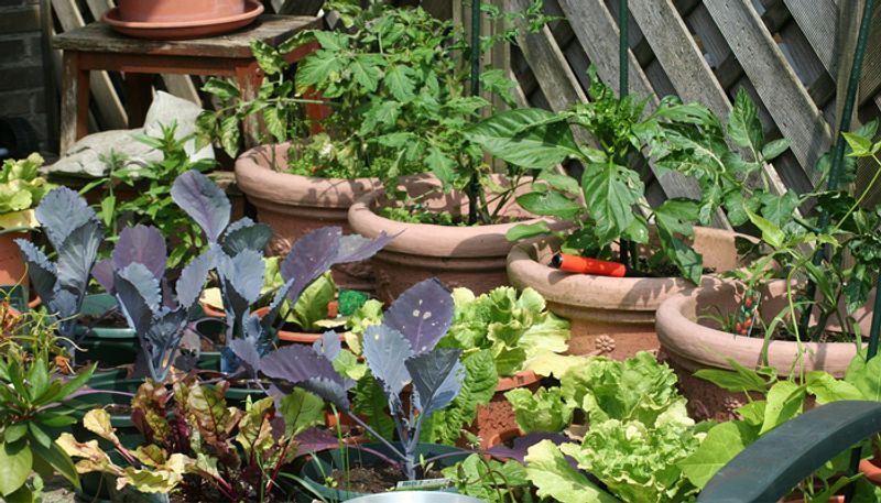 84 year old women grows vegetables in her kitchen garden at Coimbatore