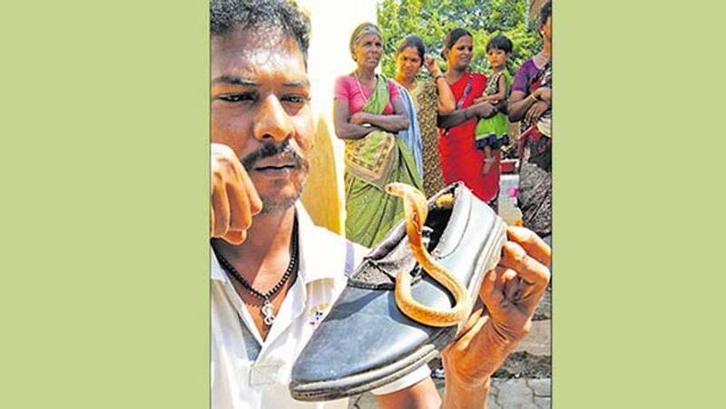 good snake hidden in student shoe