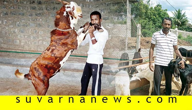 know about kalaburagi shepherd earns in Lakh